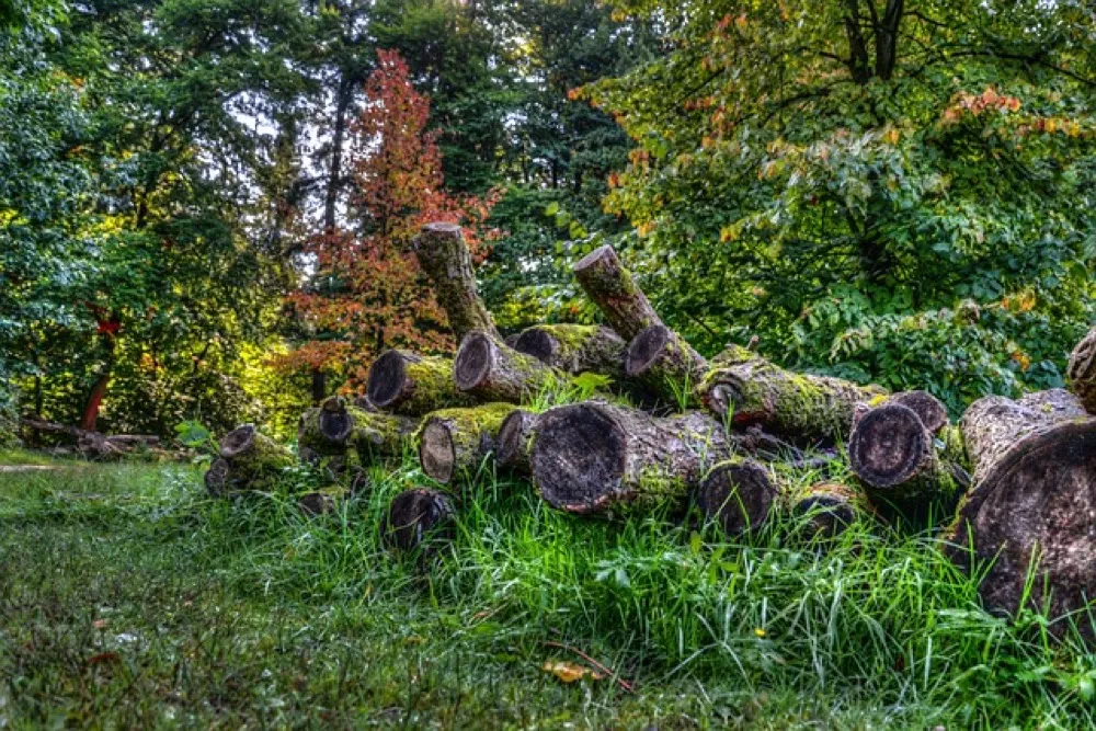 Sosnowe i świerkowe polana ułożone w stos do sezonowania na wolnym powietrzu