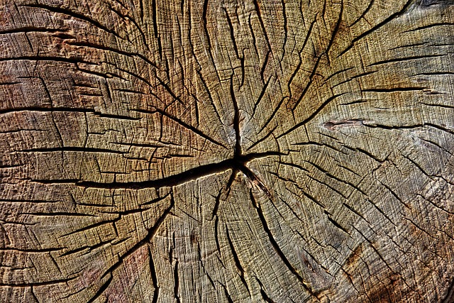 Ułożone szczapy drewna liściastego schnące pod zadaszeniem