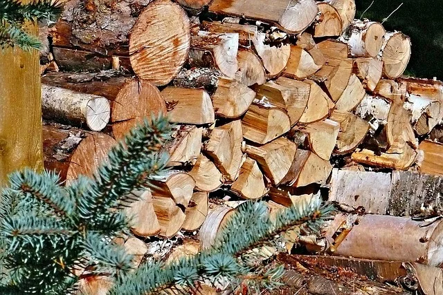 Drewno wiązowe – właściwości opałowe, suszenie i zastosowanie