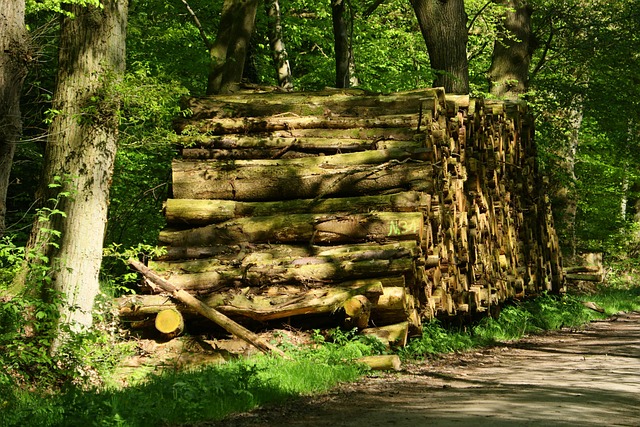 Ułożony zapas drewna opałowego przygotowany na zimę