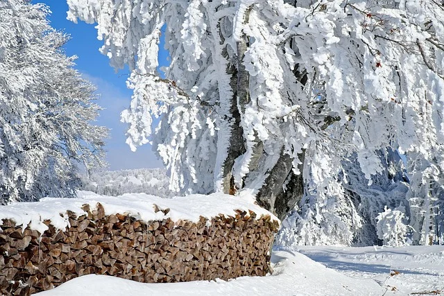 Skład drewna opałowego wiosną – ułożone polana gotowe do suszenia